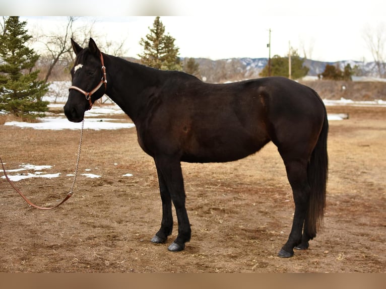 American Quarter Horse Gelding 12 years 15,2 hh Black in Fort Collins, CO