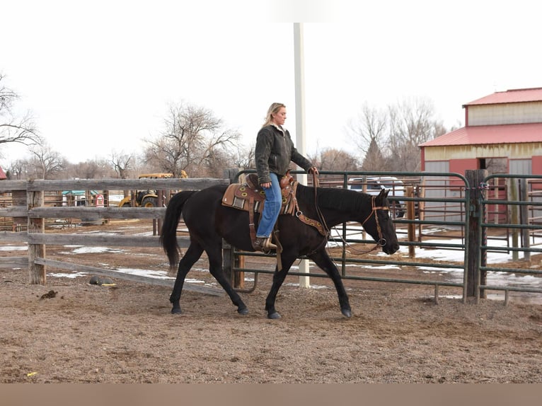 American Quarter Horse Gelding 12 years 15,2 hh Black in Fort Collins, CO