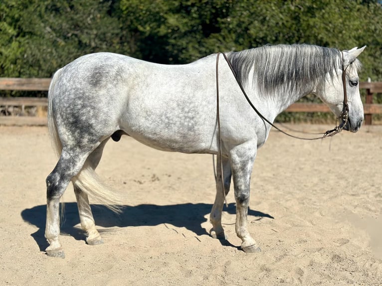 American Quarter Horse Gelding 12 years 15,2 hh Grey in Bitterwater CA