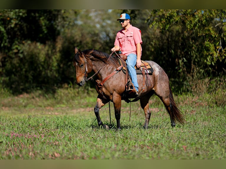 American Quarter Horse Gelding 12 years 15,2 hh Roan-Bay in Cookeville TN