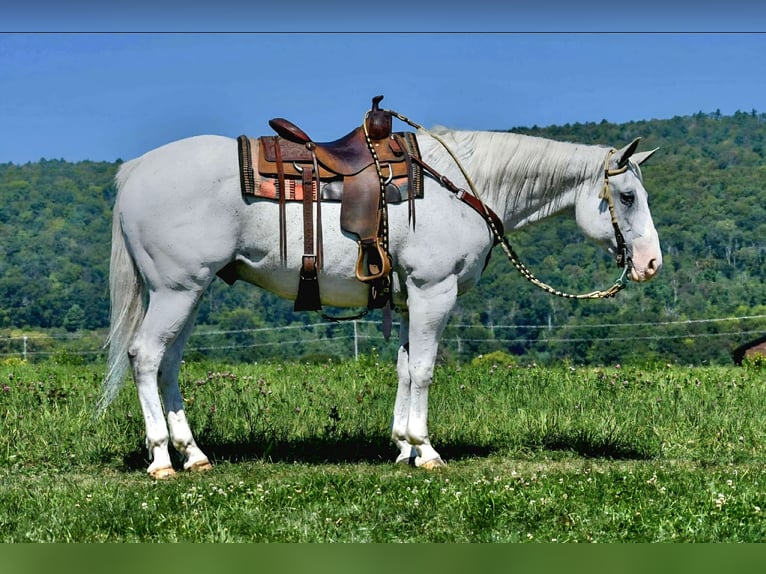American Quarter Horse Gelding 12 years 15,3 hh Grey in Saint Joe