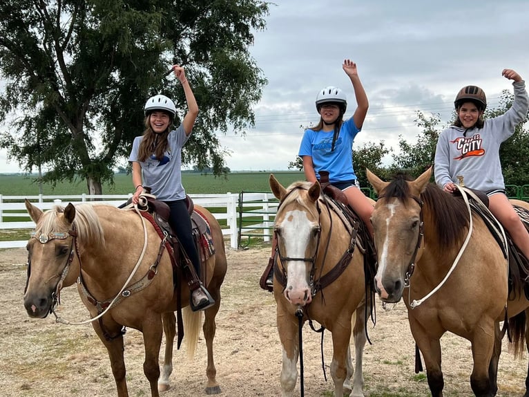 American Quarter Horse Gelding 12 years 15,3 hh Palomino in Bernard IA