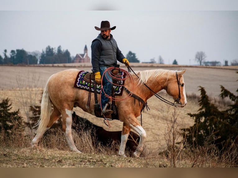 American Quarter Horse Gelding 12 years 15,3 hh Palomino in Bernard IA