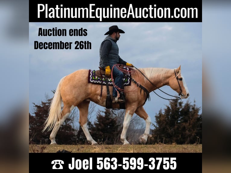 American Quarter Horse Gelding 12 years 15,3 hh Palomino in Bernard IA