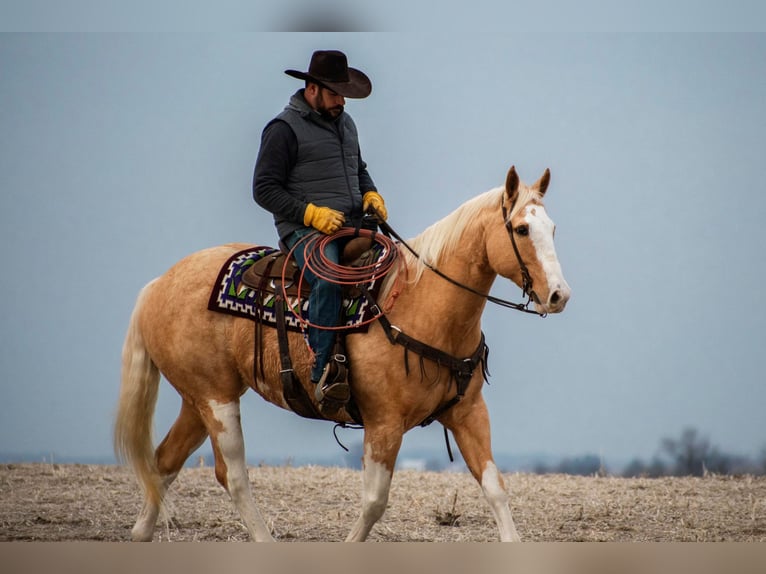American Quarter Horse Gelding 12 years 15,3 hh Palomino in Bernard IA