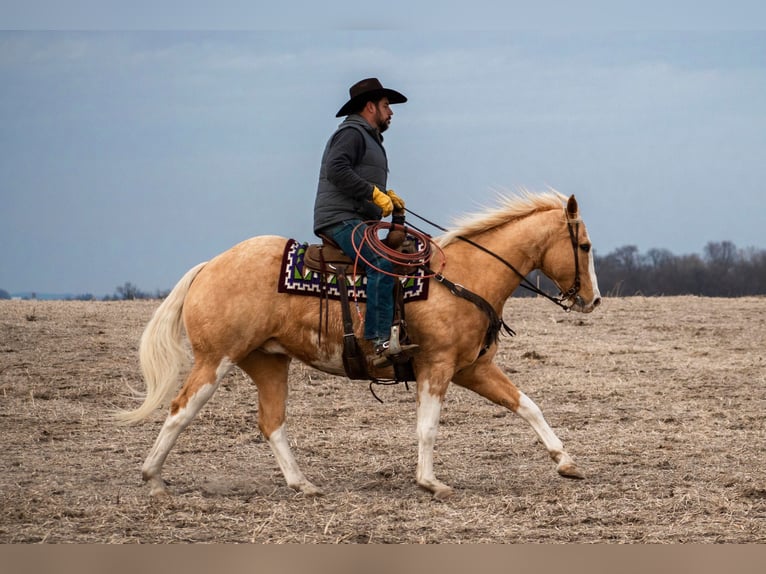 American Quarter Horse Gelding 12 years 15,3 hh Palomino in Bernard IA