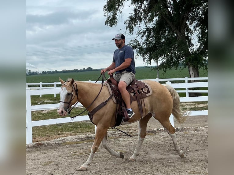 American Quarter Horse Gelding 12 years 15,3 hh Palomino in Bernard IA