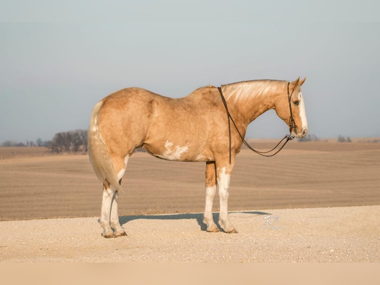 American Quarter Horse Gelding 12 years 15,3 hh Palomino in Bernard IA