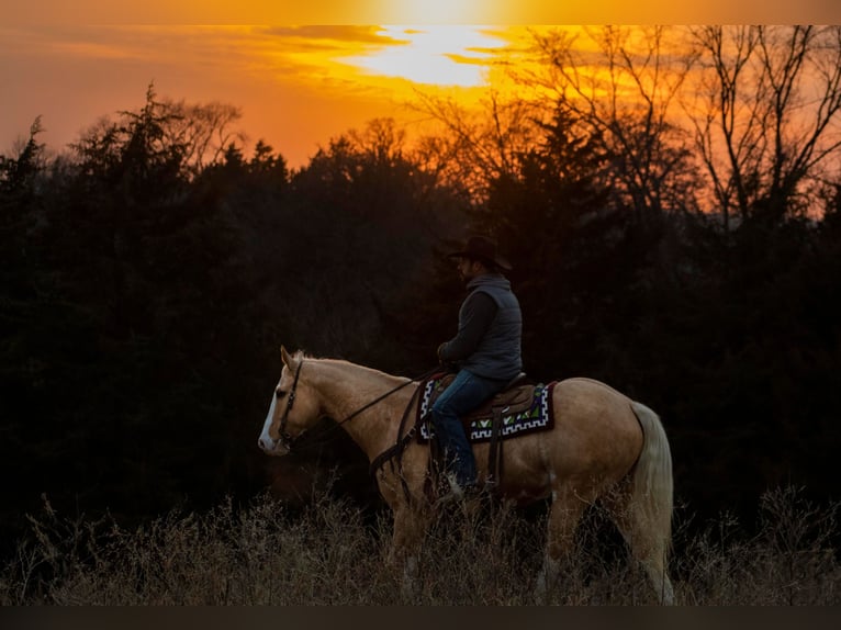 American Quarter Horse Gelding 12 years 15,3 hh Palomino in Bernard IA