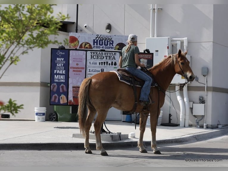 American Quarter Horse Gelding 12 years 15,3 hh Sorrel in Weatherford TX