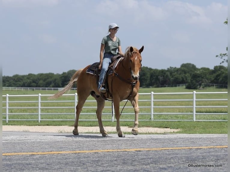 American Quarter Horse Gelding 12 years 15,3 hh Sorrel in Weatherford TX