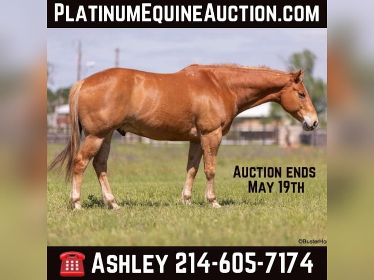 American Quarter Horse Gelding 12 years 15,3 hh Sorrel in Weatherford TX