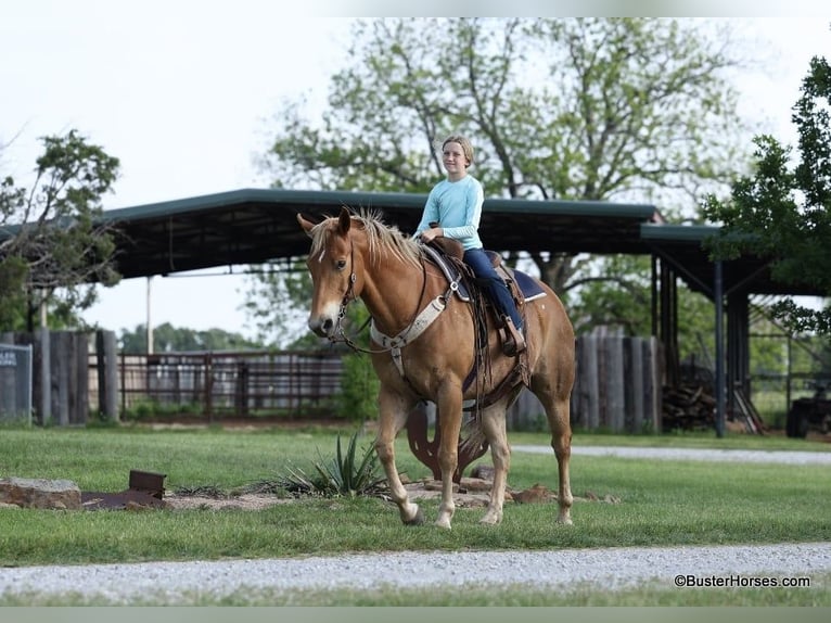 American Quarter Horse Gelding 12 years 15,3 hh Sorrel in Weatherford TX