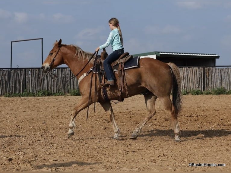 American Quarter Horse Gelding 12 years 15,3 hh Sorrel in Weatherford TX