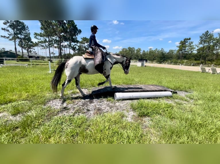 American Quarter Horse Gelding 12 years 16,1 hh Overo-all-colors in Christmas FL