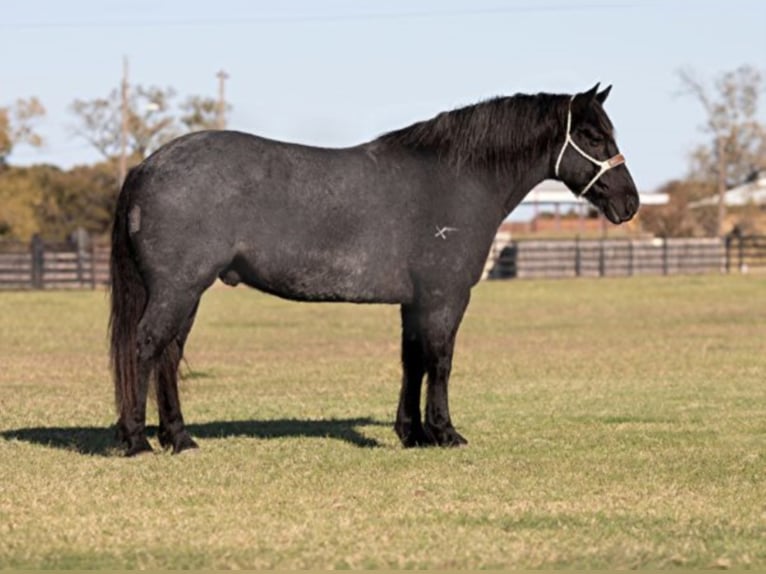 American Quarter Horse Gelding 12 years 16,1 hh Roan-Blue in weatherford TX