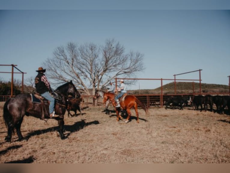 American Quarter Horse Gelding 12 years 16,1 hh Roan-Blue in weatherford TX