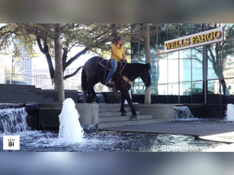 American Quarter Horse Gelding 12 years 16,1 hh Roan-Blue in weatherford TX