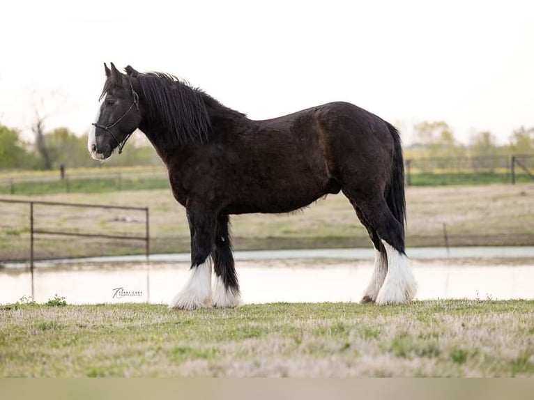American Quarter Horse Gelding 12 years 16,2 hh Black in canton TX