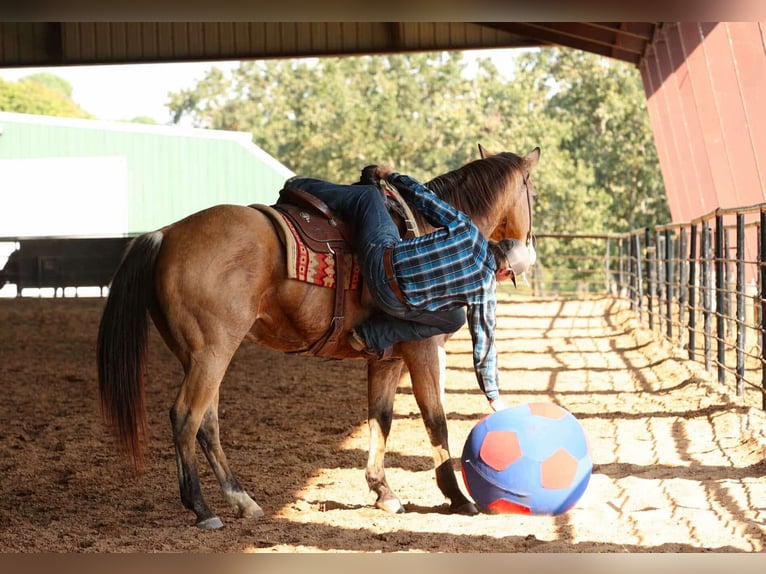 American Quarter Horse Gelding 12 years 16,2 hh Buckskin in Quitman