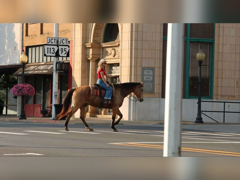 American Quarter Horse Gelding 12 years 16,2 hh Buckskin in Quitman
