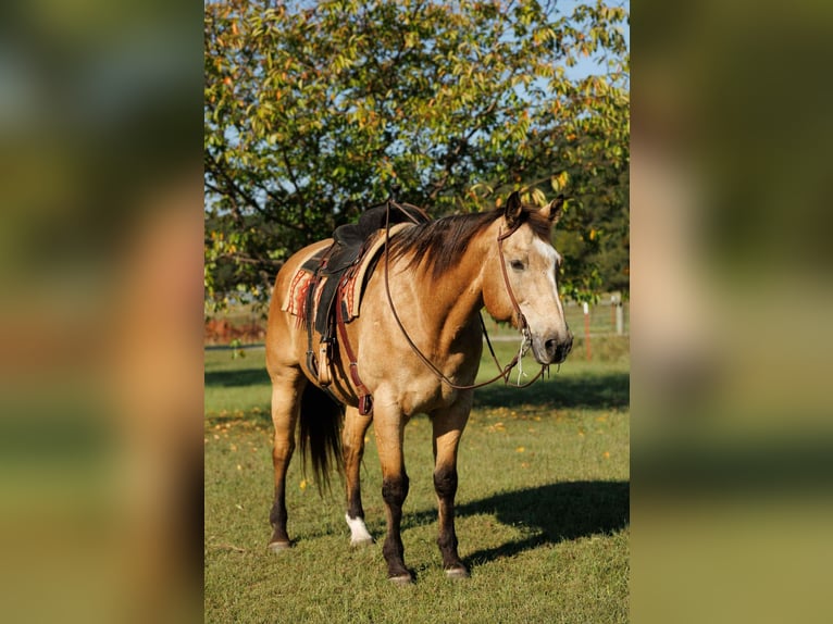 American Quarter Horse Gelding 12 years 16,2 hh Buckskin in Quitman
