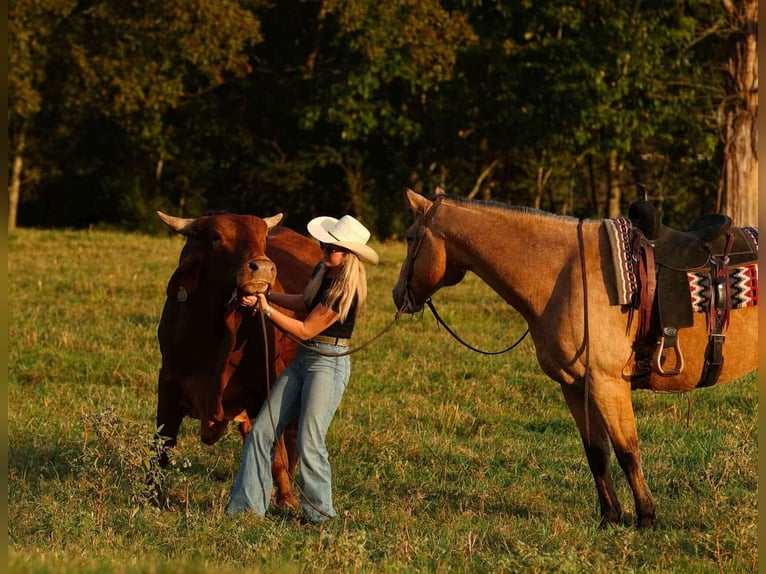 American Quarter Horse Gelding 12 years 16,2 hh Buckskin in Quitman