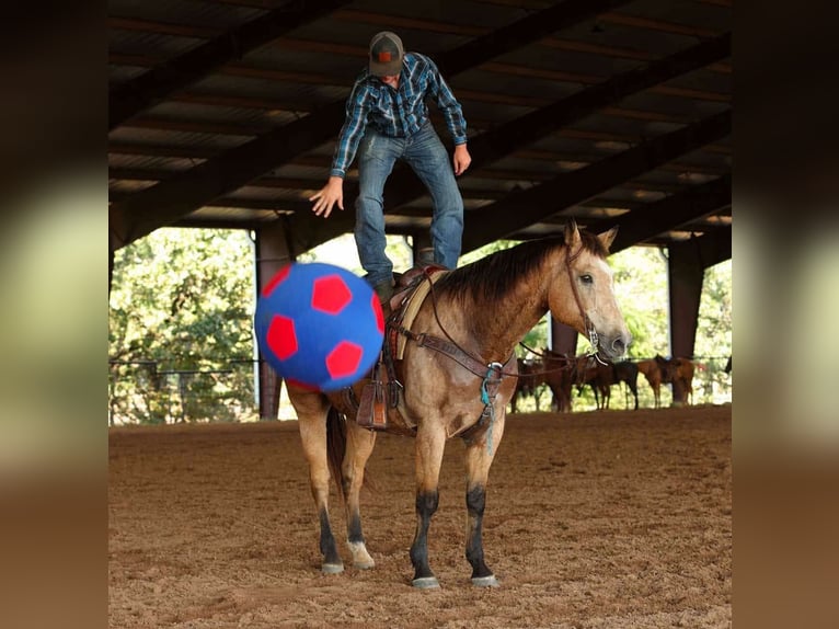 American Quarter Horse Gelding 12 years 16,2 hh Buckskin in Quitman