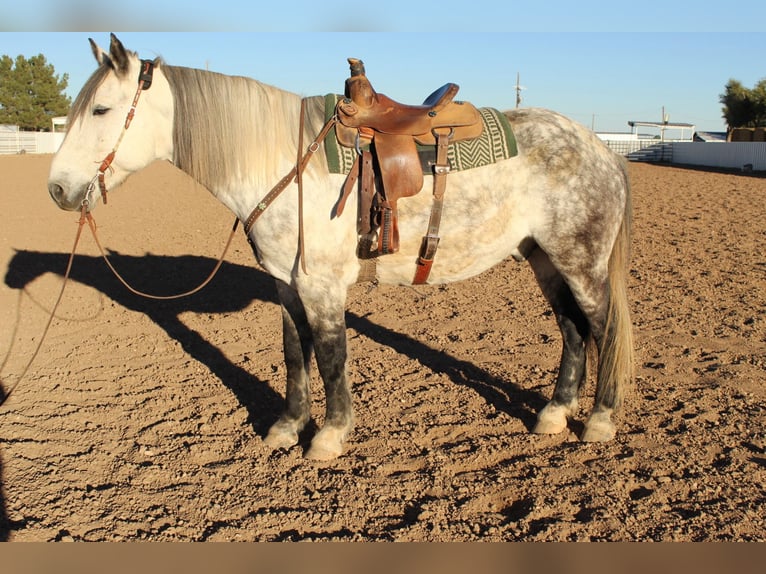 American Quarter Horse Gelding 12 years 16.2 hh Grey-Dapple in Roswell, NM