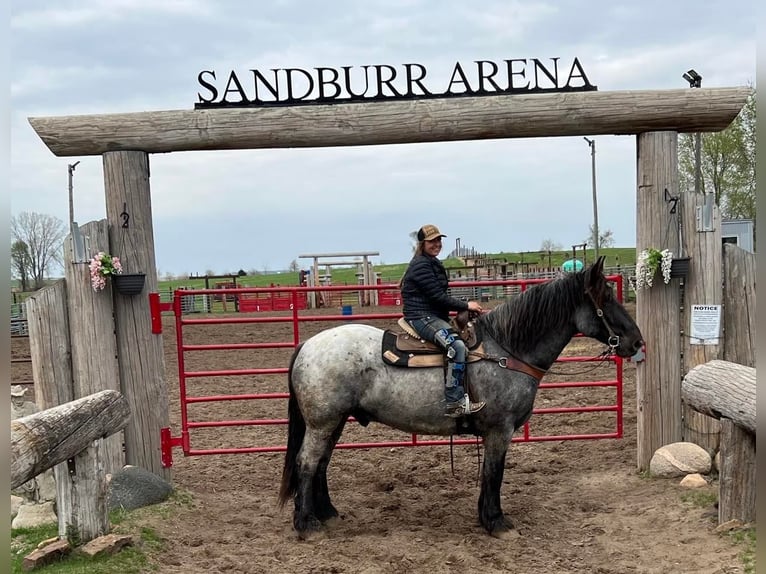 American Quarter Horse Gelding 12 years 16,3 hh Roan-Blue in Libson IA