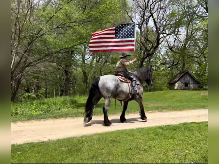 American Quarter Horse Gelding 12 years 16,3 hh Roan-Blue in Libson IA