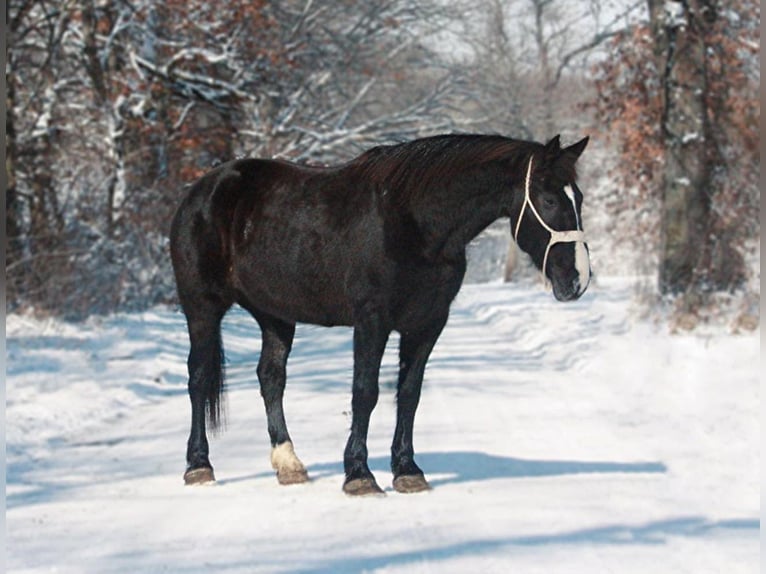 American Quarter Horse Gelding 12 years 16 hh Black in Walkerton, IN