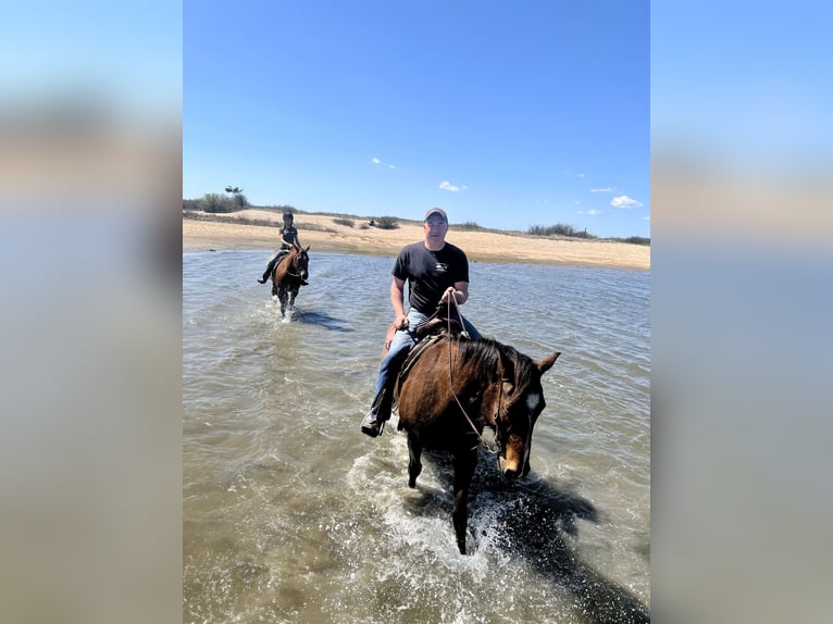 American Quarter Horse Gelding 12 years 16 hh Buckskin in Johnston