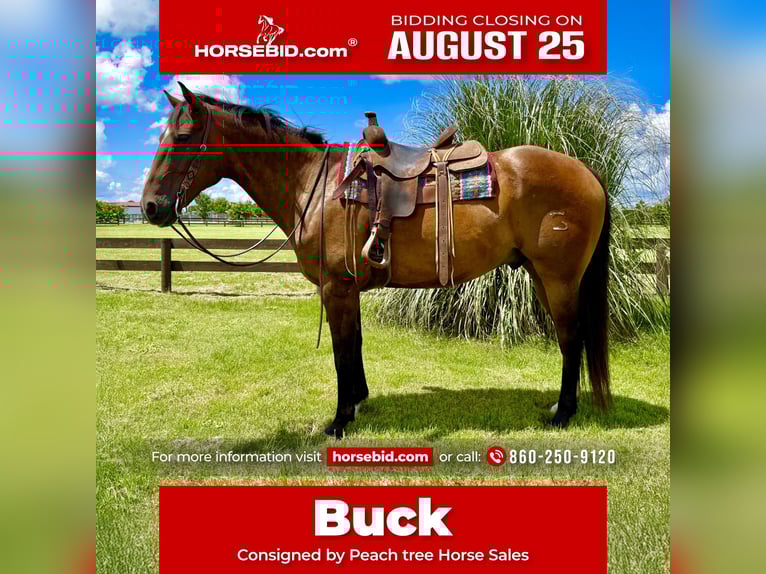 American Quarter Horse Gelding 12 years 16 hh Buckskin in Johnston