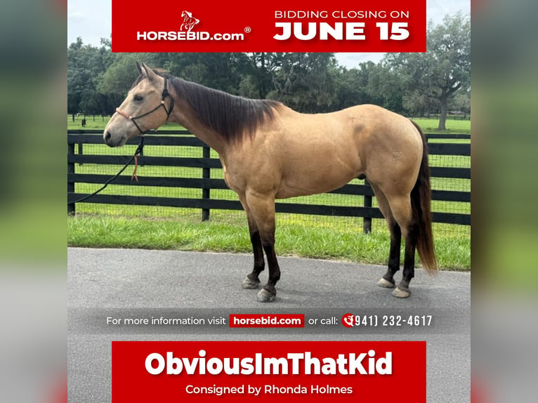American Quarter Horse Gelding 12 years 16 hh Buckskin in Oxford