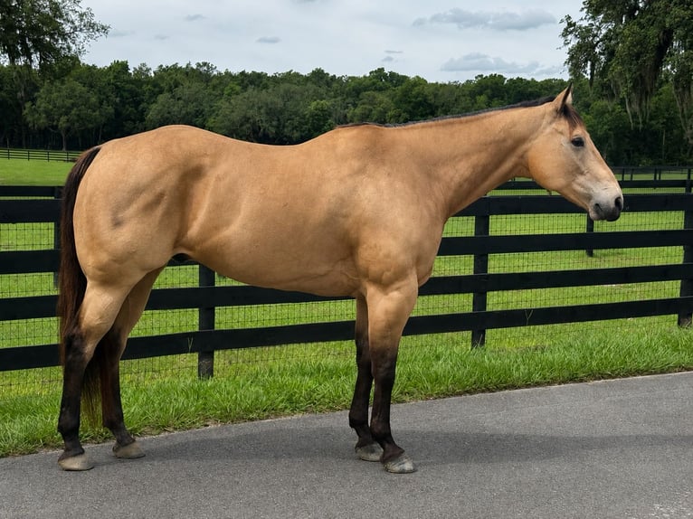 American Quarter Horse Gelding 12 years 16 hh Buckskin in Oxford