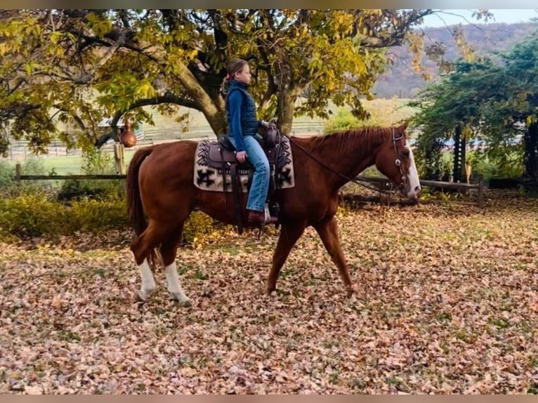 American Quarter Horse Gelding 12 years 16 hh Chestnut in Chambersburg