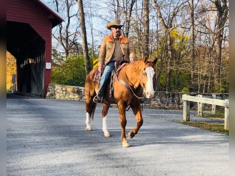 American Quarter Horse Gelding 12 years 16 hh Chestnut in Chambersburg