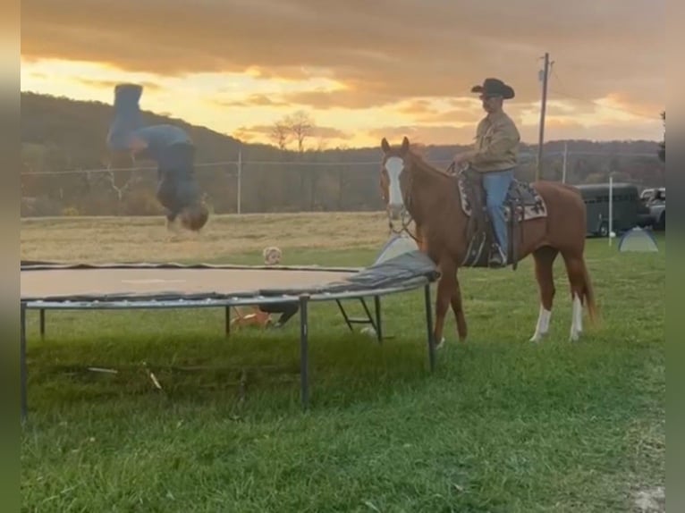 American Quarter Horse Gelding 12 years 16 hh Chestnut in Chambersburg