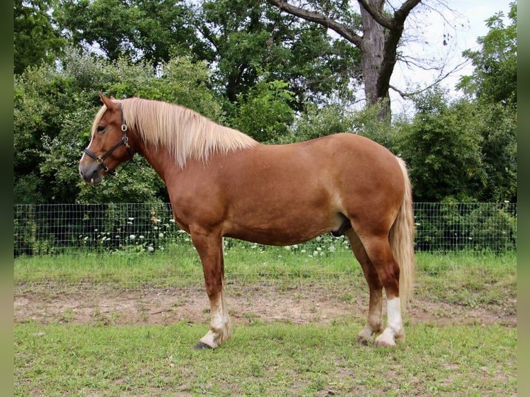 American Quarter Horse Gelding 12 years 16 hh Chestnut in Howell MI