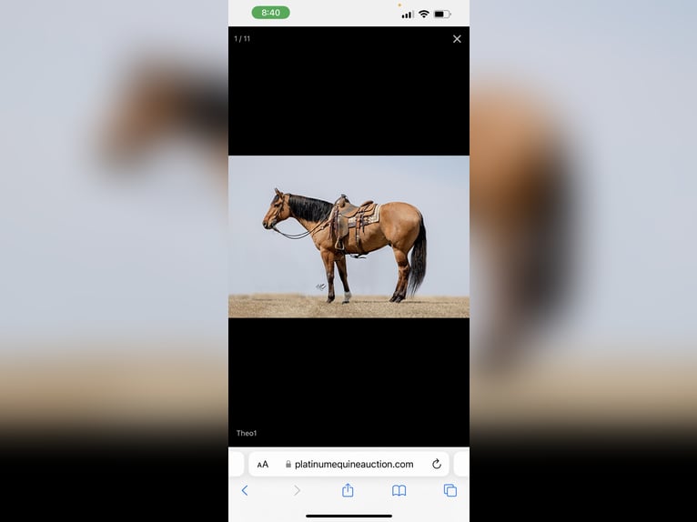 American Quarter Horse Gelding 12 years 16 hh Dun in Defuniak Springs Florida