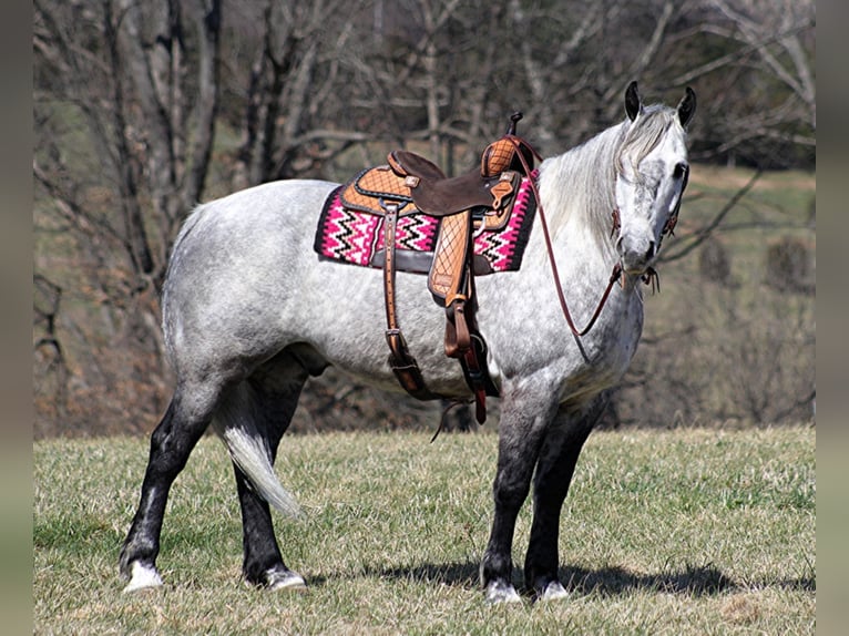 American Quarter Horse Gelding 12 years 16 hh Gray in Mt. Vernon, KY