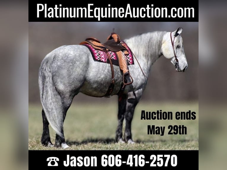 American Quarter Horse Gelding 12 years 16 hh Gray in Mt. Vernon, KY