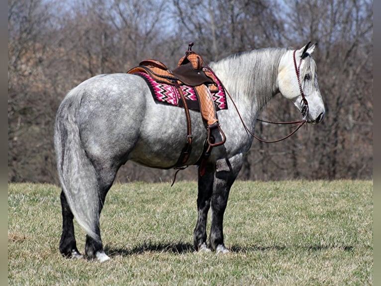 American Quarter Horse Gelding 12 years 16 hh Gray in Mt. Vernon, KY