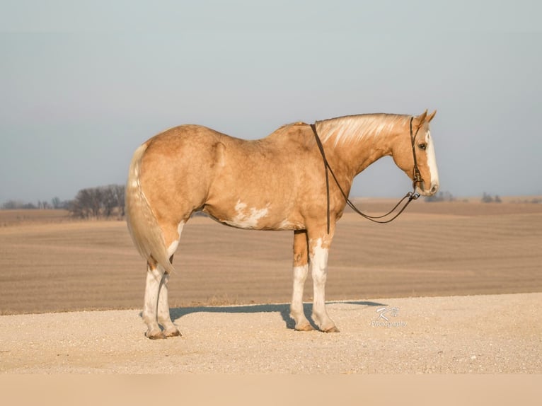 American Quarter Horse Gelding 12 years 16 hh Overo-all-colors in Brodhead KY