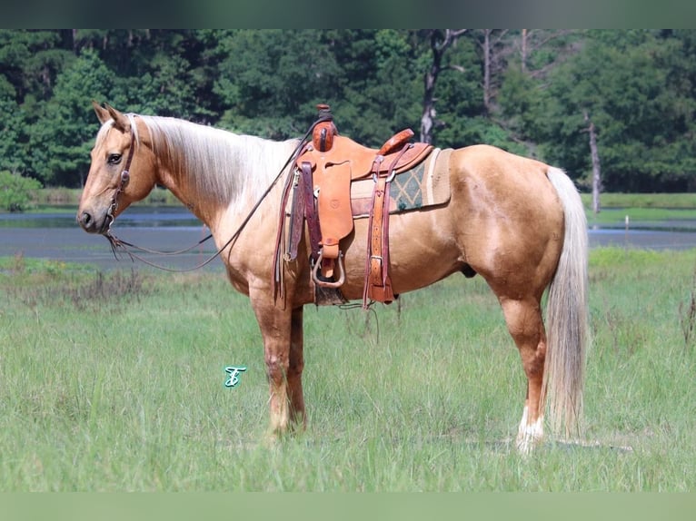 American Quarter Horse Gelding 12 years 16 hh Palomino in Carthage, TX