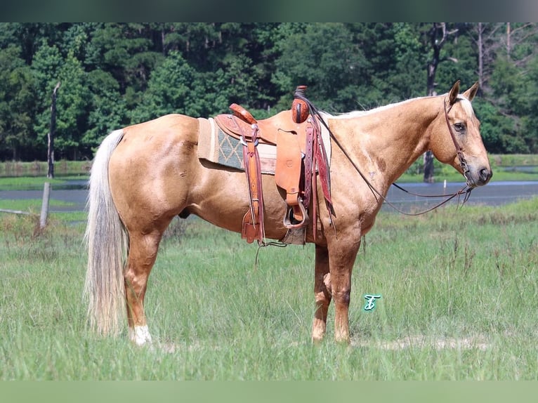 American Quarter Horse Gelding 12 years 16 hh Palomino in Carthage, TX