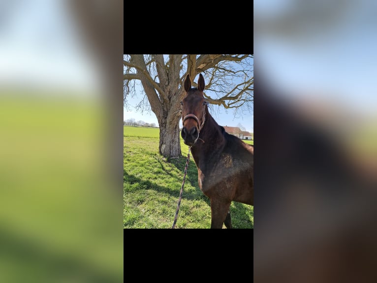 American Quarter Horse Gelding 12 years 16 hh  in Wolferstadt