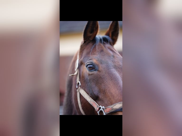 American Quarter Horse Gelding 12 years 16 hh  in Wolferstadt