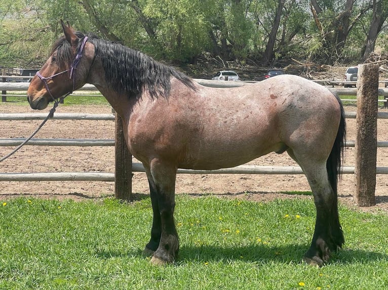 American Quarter Horse Gelding 12 years 16 hh Roan-Bay in Herber City, UT